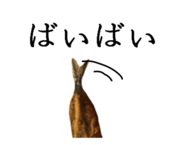 Conversation with fried sticker #13737229