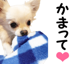 Sticker made with photos of Chihuahua sticker #13737455