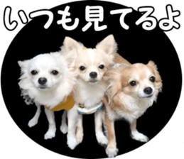 Sticker made with photos of Chihuahua sticker #13737456