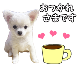 Sticker made with photos of Chihuahua sticker #13737457