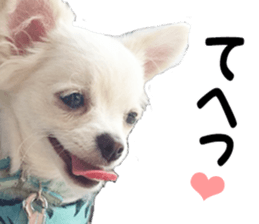 Sticker made with photos of Chihuahua sticker #13737460