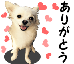 Sticker made with photos of Chihuahua sticker #13737461