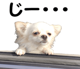 Sticker made with photos of Chihuahua sticker #13737462