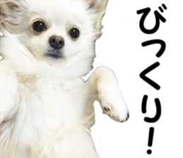 Sticker made with photos of Chihuahua sticker #13737464