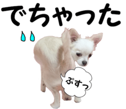 Sticker made with photos of Chihuahua sticker #13737472