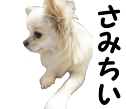 Sticker made with photos of Chihuahua sticker #13737473