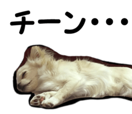 Sticker made with photos of Chihuahua sticker #13737474
