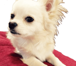 Sticker made with photos of Chihuahua sticker #13737476