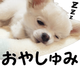 Sticker made with photos of Chihuahua sticker #13737477