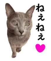 cats moving! sticker #13737761