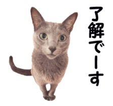 cats moving! sticker #13737762