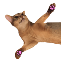 cats moving! sticker #13737766