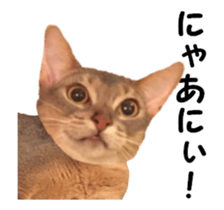 cats moving! sticker #13737767