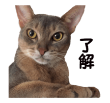 cats moving! sticker #13737768