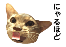 cats moving! sticker #13737770