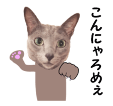 cats moving! sticker #13737771