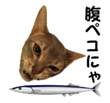 cats moving! sticker #13737774