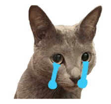 cats moving! sticker #13737777