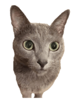 cats moving! sticker #13737778