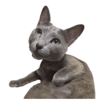 cats moving! sticker #13737780