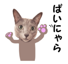 cats moving! sticker #13737781