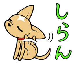 Chihuahua Wanwan sticker #13738237