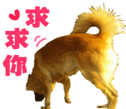 My naughty dog sticker #13738466