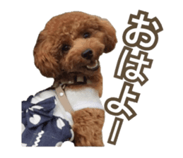Kansai Toypoodle ~coto~ sticker #13739086