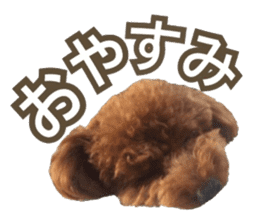 Kansai Toypoodle ~coto~ sticker #13739087