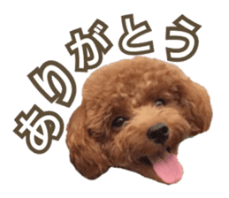 Kansai Toypoodle ~coto~ sticker #13739088