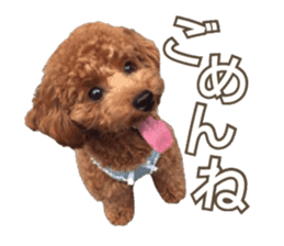 Kansai Toypoodle ~coto~ sticker #13739089