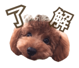 Kansai Toypoodle ~coto~ sticker #13739090