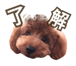 Kansai Toypoodle ~coto~ sticker #13739090