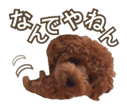 Kansai Toypoodle ~coto~ sticker #13739092