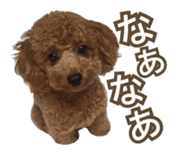 Kansai Toypoodle ~coto~ sticker #13739093
