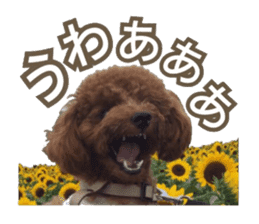 Kansai Toypoodle ~coto~ sticker #13739095
