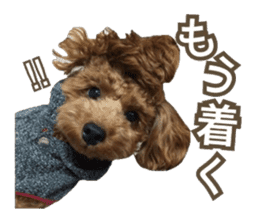 Kansai Toypoodle ~coto~ sticker #13739096