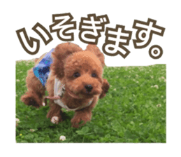 Kansai Toypoodle ~coto~ sticker #13739097