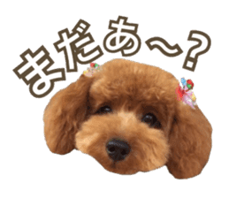 Kansai Toypoodle ~coto~ sticker #13739098