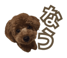 Kansai Toypoodle ~coto~ sticker #13739099