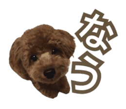 Kansai Toypoodle ~coto~ sticker #13739099