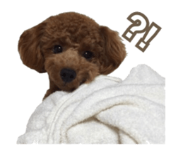 Kansai Toypoodle ~coto~ sticker #13739100