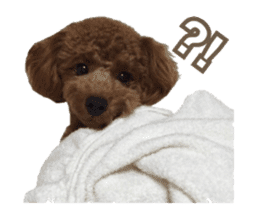 Kansai Toypoodle ~coto~ sticker #13739100