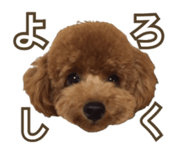 Kansai Toypoodle ~coto~ sticker #13739101
