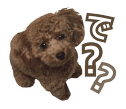 Kansai Toypoodle ~coto~ sticker #13739102
