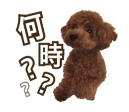 Kansai Toypoodle ~coto~ sticker #13739104