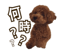 Kansai Toypoodle ~coto~ sticker #13739104