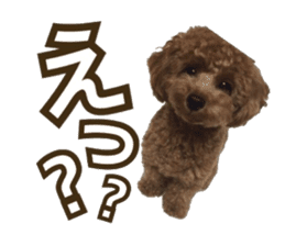Kansai Toypoodle ~coto~ sticker #13739106