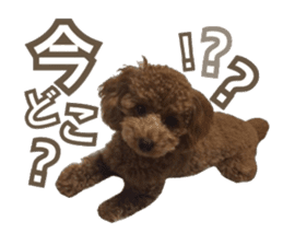 Kansai Toypoodle ~coto~ sticker #13739107
