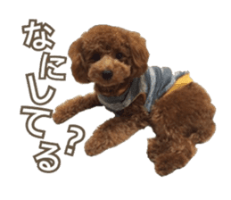 Kansai Toypoodle ~coto~ sticker #13739108